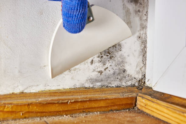 Best Crawl Space Mold Remediation  in Evendale, OH